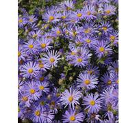 Hayloft Symphyotrichum Asmo - Aster 1 X 9Cm Pot