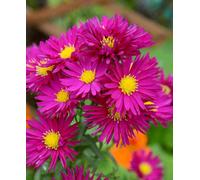 Hayloft Symphyotricum Novi-Belgii Crimson Brocade - Aster 1 X 9Cm Pot