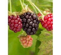 Hayloft Tayberry - Rubus Buckingham, Reliable Cropper 3 X 9Cm Pots