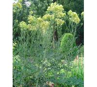 Hayloft Thalictrum Tukker Princess - Meadow Rue 3 X 9Cm Pots