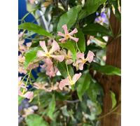 Hayloft Trachelospermum Jasminoides Pink Showers - Asiatic Jasmine 1 X 9Cm Pot