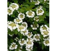 Hayloft Viburnum Opulus - Guelder Rose 1 X 7Cm Pot