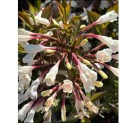 Hayloft Weigela Black And White Stricking Contrast 1 X 9Cm Pot