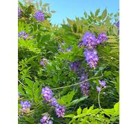 Hayloft Wisteria 'amethyst Falls' - Compact Wisteria For Pots & Patios - Supplied In 10.5Cm Pot