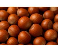 Hazelnuts - In-Shell - Raw, Natural, Vegan & Unprocessed - Rich in OMEGA-3 Essential Fatty Acids - Perfect for Muesli, Desserts, Salads & Snacking - Healthy Snack, High-Protein Nuts (10 Kg)