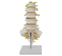 Hbbgdiy 5Pcs/Set Spine Model Set with Attached Nerves PVC Human Lumbar Spine Anatomical Model Life Size for Teaching Research Medical Study Display