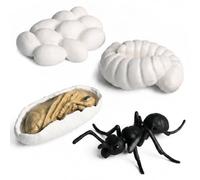 HDFHDF Insect Model Insect Life Cycle Growth Model Butterfly, Frog, Worker Ant, Mosquito Early Education Toys Cycle Stage Teaching Aids (Worker Ant 4-piece set)