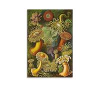 HDMMXEN Ernst Haeckel Paintings《Sea Anemones》Printed Posters Canvas Wall Art Decorative Bedroom Modern Home Print Picture Artworkss 08x12inch(20x30cm)