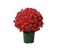 HDOYTXXM Artificial Chrysanthemums Flower Branch Outdoor Interior Decoration for Wedding Engagement Party Floral Arrangements Vase Floral Arrangement