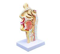 Head Anatomy Anatomical Model of Human Mouth Nasal Cavity Throat Oral Life Size