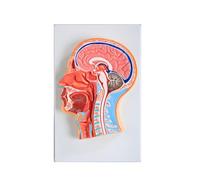 Head Anatomy Model Head Median Sagittal Section Model Half Head Cranial Brain Model Teaching Aids