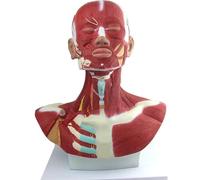Head and Neck Chest Muscle Anatomical Model, Human Anatomy Figure, Human Head and Muscle Anatomical Model for Micro Plastic Face Training, Muscular Facial Surgery