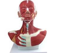 Head and Neck Chest Muscle Anatomical Model, Human Head and Muscle Anatomical Model for Micro Plastic Face Training, Muscular Facial Surgery