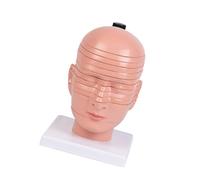Head and Neck Sectional Anatomy Model Detachable Cerebral and Cervical Structure Model for Classroom Education Head Anatomy