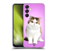 Head Case Designs Sitting Exotic Shorthair Popular Cat Breeds Gel Case [Military Grade Protection] Compatible With Samsung Galaxy A25 5G