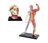 Head Muscle Anatomical Model,Structure of The Human Muscle Detachable Human Head Skull Brain Model for Study Display Medical Teaching Model,Puzzle Assembling Toy