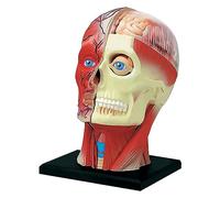 Head Muscle Nerve Model 4D Human Head Anatomy Model Colorful Teaching Model Detachable Organ Model for Head Structure Le