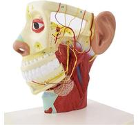 Head Nerve Model, Human Head Nerve Model Neuroanatomical Skull Model Twelve Pairs of Cranial Nerves Model for Plastic Surgery,Teaching Supplies