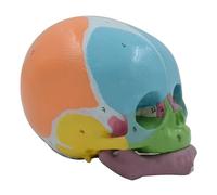Head Skull Model Baby Skeleton Anatomy, Life Size Anatomical Skeleton Teaching Baby Head Skeleton Model