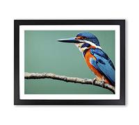 Head Turning Kingfisher Bird Framed Print | A3 Black Framed Wall Art | Ready to Hang | Modern Nature Picture | Living Room Bedroom Lounge Office