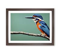 Head Turning Kingfisher Bird Framed Print | A3 Walnut Framed Wall Art | Ready to Hang | Modern Nature Picture | Living Room Bedroom Lounge Office