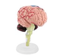 Headerbs Anatomical Brain Model, Disassembled Human Brain Teaching Tool with White Base, 10 X 8 X 6cm Science Toy for Kids and Training