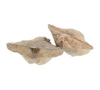 HEALEEP 2pcs Marine Specimen Remains Authentic Sea Shell Epifaunal Fun Spirifer Models with Unique Shapes for Home Decor and Study, for Geology Enthusiasts and Collectors