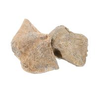 HEALEEP 2pcs Natural Spirifer Specimens Educational Decor for Collectors for Classroom Home Display Unique for Geology Enthusiasts Authentic Shell Adornment