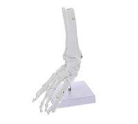 HEALEEP Anatomical Foot Joint Model Detailed Ankle Joint Structure Teaching Aid for Medical Studies for Schools and Hospitals