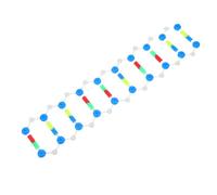 HEALEEP Double Helix Dna Model Kit Molecular Structure Educational Tool for Biology and Science Learning Stem Classroom and Laboratory Genetics Teaching Aid