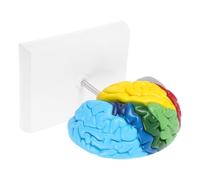 Healeved 1 Scale Human Brain Model Right Half Anatomical Brain Regions Medical Teaching Tool for Neuroscience Learning and Anatomy Study in Science Classroom