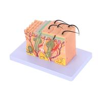 Healeved 35X Enlarged Human Skin Anatomy Model with Hair Layers Skin Tissue Structure Teaching Tool for Medical Education and Scientific Study Training Kit