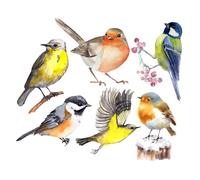 Healeved 6pcs Hummingbird Window Decor Stickers PVC Creative Window Films with Assorted Colors Fashion Pattern Realistic Design for Bird Alert in Shopping Mall