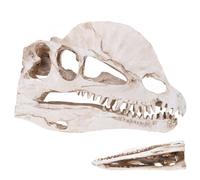 Healeved Delicate Dilophosaurus Dinosaur Skull Decor Resin Decoration, Realistic Ornament Beige Skull Model Halloween Random Color for Table and Aquarium Landscape for Bedroom