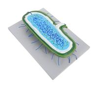 Healeved Human Cell Nucleus Model 3D Anatomy Teaching Tool with Organelles Biology Classroom Student Educational Display for Science Lessons