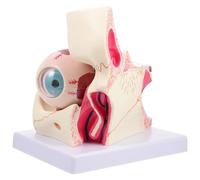 Healeved Human Eye Anatomy Model 3x Enlarged Eyeball with Orbital Structure Medical Teaching Anatomical Model for Students and Professional Study