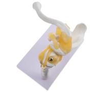 Healeved Human Shoulder Joint Model with Ligaments Skeleton Teaching Model for Anatomy Study for Medical Education and Human Body Structure Learning