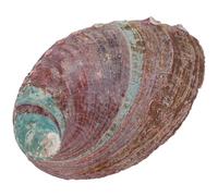 Healeved Natural Abalone Shell Incense Holder 10-11Cm Grass Burning Bowl for Smudging and Aromatherapy Home Decor