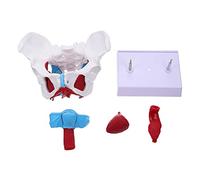 Healifty 1pc Female Pelvic Model Anatomical Teaching Aid with Separable Organs Pelvic Floor Muscles for Classroom Demonstrations and Research
