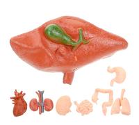 Healifty 1set Anatomical Model Realistic Human Organ Simulation Tools for Education and Display Compact and Lightweight Teaching Aid for Medical Students 8pcs