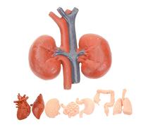 Healifty 8pcs Human Organ Anatomical Model for Education Lightweight Simulation Tools for Medical Display for Schools and Clinics and Compact Design