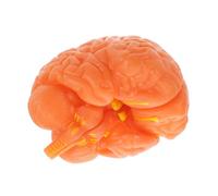 Healifty Anatomy Model Display Human Brain Teaching Tool Dismantleable Brain Structure for Medical Research Education