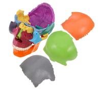 Healifty Colorful Anatomical Skull Model for Anatomy Students Detailed Display with Differentiation for Medical Schools Laboratories and Training Institutions