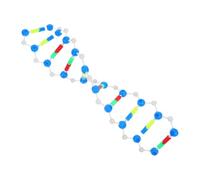Healifty Double Helix Dna Model Genetics Teaching Kit Accurate Molecular Structure for Biology Education Science Fair Classroom and Laboratory Learning Tool