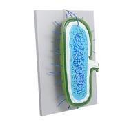 Healifty Enlarged Cell Nucleus Model for Biology Teaching Interactive Educational with Organelles for Classroom Demonstrations and Science Study Aid