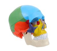 Healifty Fake Skull Head Medical Model Realistic Human Anatomical Model for Teaching Educational Use Material Removable Parts for Enhanced Learning Experience