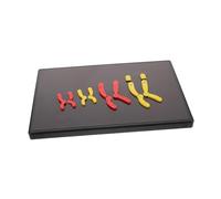 Healifty Magnetic Chromosome Model Educational Biology Teaching Aid for Students Plastic Visual Learning Tool Suitable for Biology Lessons and Classroom Use, School Supply Science Kit