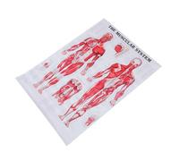 Healifty Muscular System Chart Human Anatomy Poster High-Grade Material Skeleton Body Wall Poster for Medical Study Classroom Laboratory Canvas Unframed