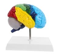 Healifty Scale Human Brain Model for Neuroscience Teaching Realistic Anatomy Study Tool for Medical Education Detailed Right Hemisphere Display for Classroom Use