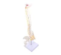 Healifty Vertical Spine Anatomy Model with Spinal Pelvis Vertebral Column Educational Tool Showing Nerve Roots Discs Arteries for Medical Study and Teaching